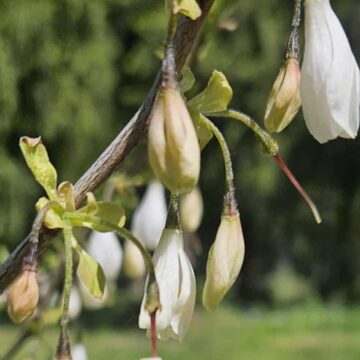 Одне з найрідкісніших в Україні: на Прикарпатті зацвіло “конвалієве дерево”