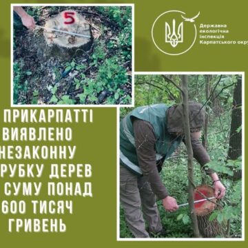 На Калущині зафіксовано незаконну вирубку 51 дерева породи ясень