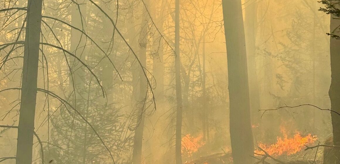 Вогнеборці ліквідували пожежу лісової підстилки у Яремчанській ТГ