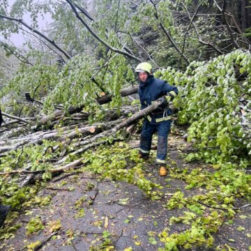 На Косівщині дерево впало на автомобільну дорогу На Косівщині дерево впало на автомобільну дорогу