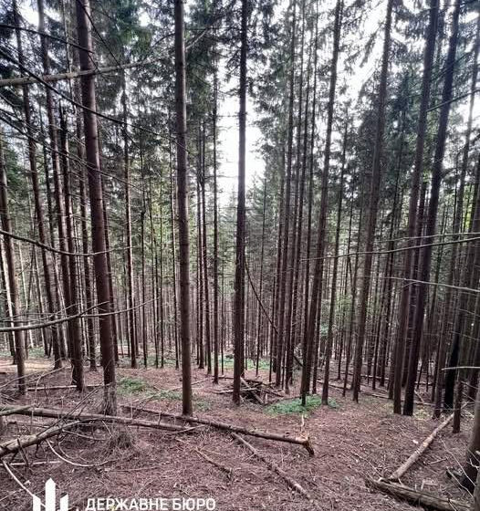 Понад 250 млн грн збитків: ДБР завершило розслідування щодо незаконної вирубки дерев у Нацпарку «Гуцульщина» (ВІДЕО)