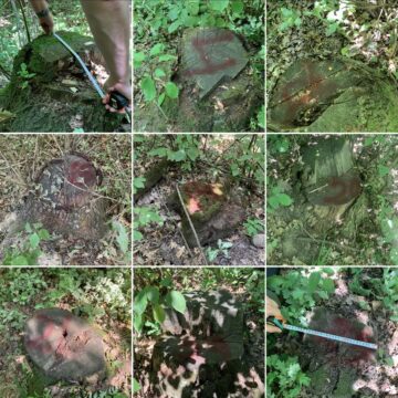 В Галицькому нацпарку виявили незаконні порубки дерев
