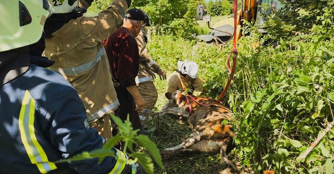 Ямницькі рятувальники врятували свійську тварину, яка впала в колодязь