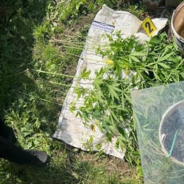 У Івано-Франківську патрульні виявили 67 кущів ймовірно наркотичних рослин