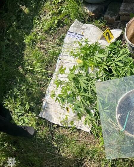 У Івано-Франківську патрульні виявили 67 кущів ймовірно наркотичних рослин У Івано-Франківську патрульні виявили 67 кущів ймовірно наркотичних рослин
