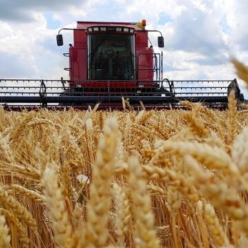 Аграрії області наближаються до завершення збирання ранніх зернових культур