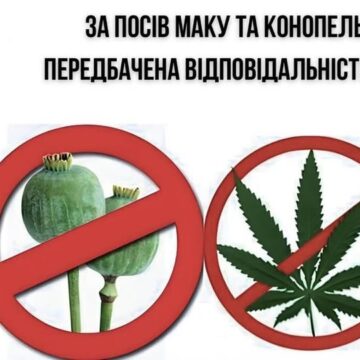 26 річний калушанин вирощував рослини конопель: як його покарають