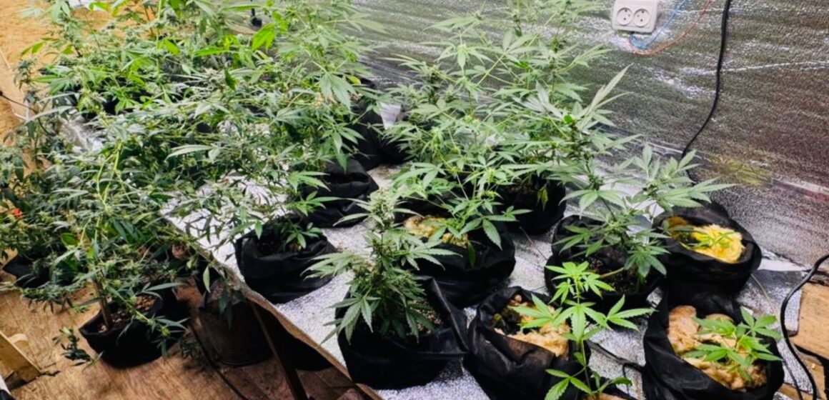 Вирощував коноплі та торгував наркотиками: на Прикарпатті викрито 37-річного наркодилера