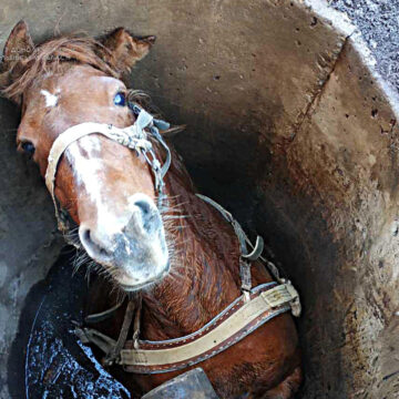 Біля залізниці у Микуличині рятувальники витягували коня
