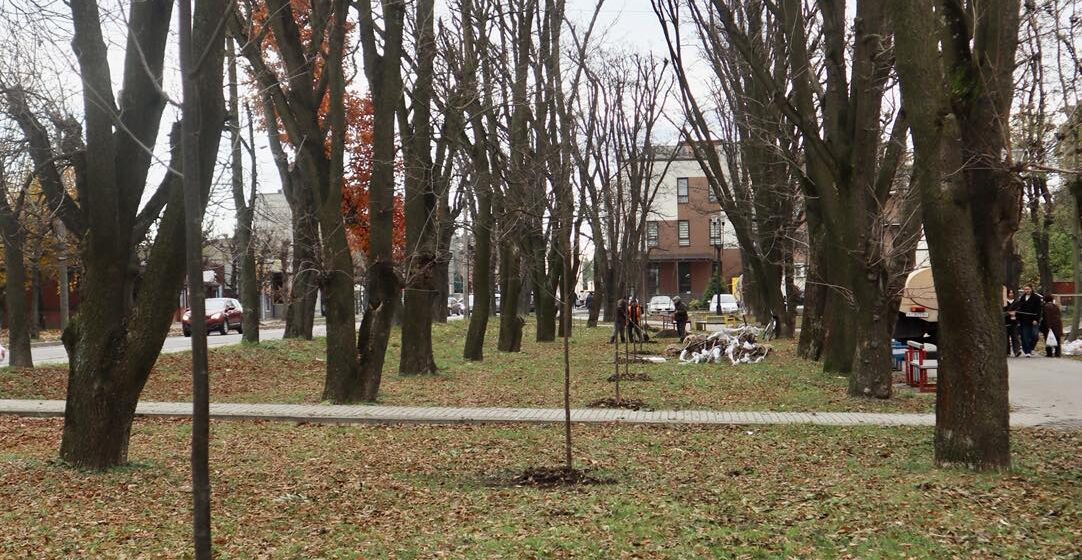 В Коломиї висадили 100 нових дерев В Коломиї висадили 100 нових дерев