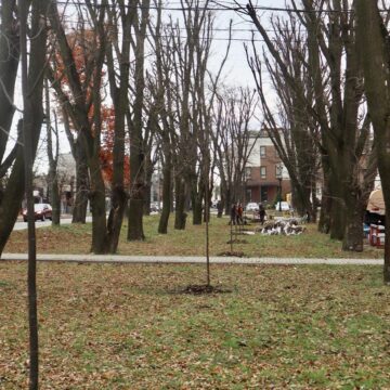 В Коломиї висадили 100 нових дерев В Коломиї висадили 100 нових дерев