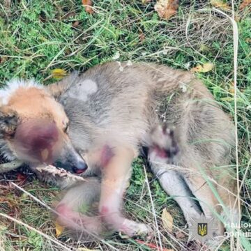 Волочив собаку за автівкою на ланцюгу: прикарпатські поліцейські розпочали кримінальне провадження