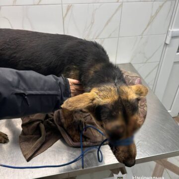 На Коломийщині чоловік побив собаку палицею На Коломийщині чоловік побив собаку палицею