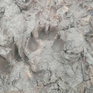 В домогосподарстві на Косівщині виявили сліди вовка В домогосподарстві на Косівщині виявили сліди вовка