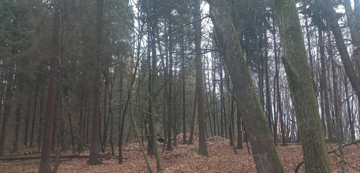 Ведмеді в Галицькому нацпарку залягли у сплячку