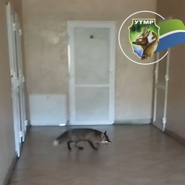 На Рогатинщині лисиця забігла у приміщення сільської ради (ВІДЕО) На Рогатинщині лисиця забігла у приміщення сільської ради (ВІДЕО)