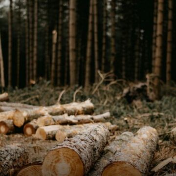 Під Буковелем вивели з держвласності 6 га лісу: викрито трьох осіб