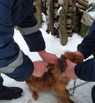 Впродовж минулого тижня на Прикарпатті вакцинували від сказу 3 743 тварин