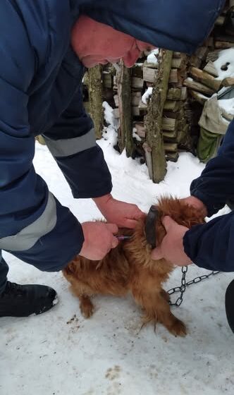 Впродовж минулого тижня на Прикарпатті вакцинували від сказу 3 743 тварин