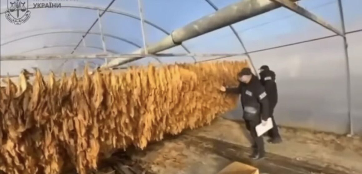 На Прикарпатті викрито незаконне виготовлення тютюну в промислових масштабах