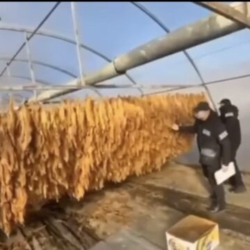 На Прикарпатті викрито незаконне виготовлення тютюну в промислових масштабах