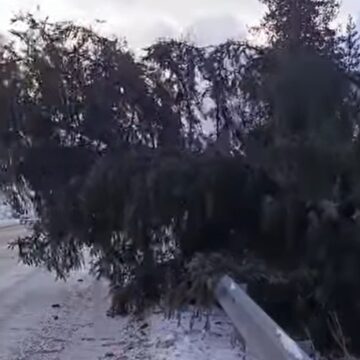 На Прикарпатті дерева впали на проїзну частину