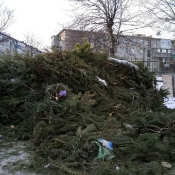 Куди подіти ялинки після свят: у Франківську визначили локації