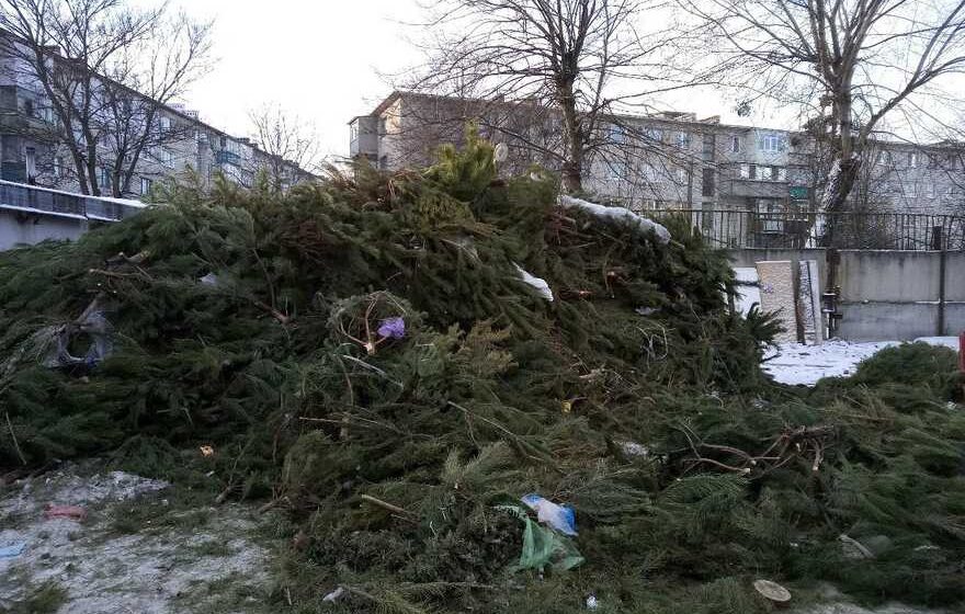 Куди подіти ялинки після свят: у Франківську визначили локації