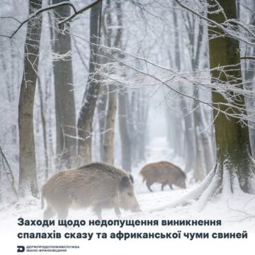 Враховуючи складну епізоотичну ситуацію на Прикарпатті проведуть заходи з регуляції чисельності диких свиней та червоної лисиці