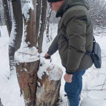 У Коломиї, на Тисмениччині та Рожнятівщині виявили факти знищення зелених насаджень