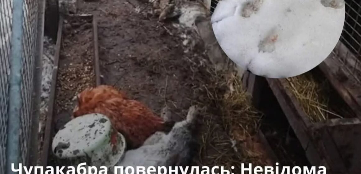 Чупакабра повернулася: у Хмельницькому невідомий звір знищив два десятки свійських тварин