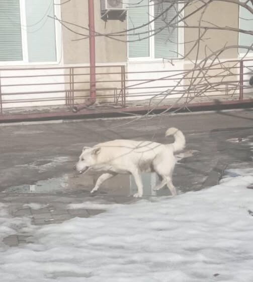 В Надвірні помічено собаку, який уже покусав кількох людей