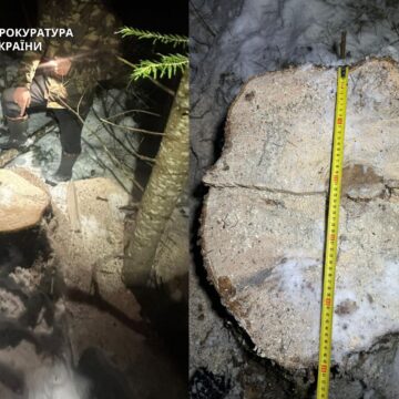 Жителя Верховинщини судитимуть за незаконну вирубку лісу