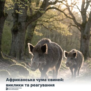 В області погіршилась епізоотична ситуація по африканській чумі свиней