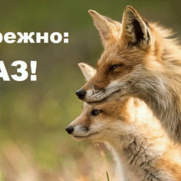 На Прикарпатті від початку року зафіксували дев’ять випадків сказу серед тварин