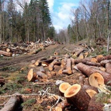 Третина мільярда за знищений ліс: прокуратура Франківщини подала рекордні позови до ДП «Ліси України» Третина мільярда за знищений ліс: прокуратура Франківщини подала рекордні позови до ДП «Ліси України»