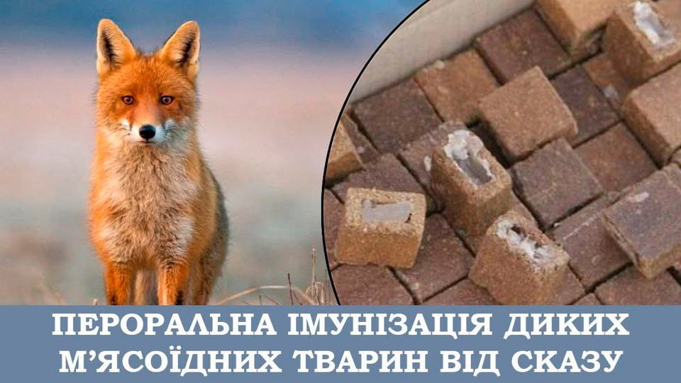 228 675 вакцин-приманок проти сказу тварин планують розповсюдити на Прикарпатті 228 675 вакцин-приманок проти сказу тварин планують розповсюдити на Прикарпатті