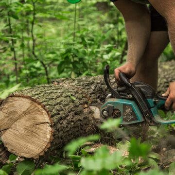 На Прикарпатті судили чоловіка, який зрізав три буки без лісорубного квитка