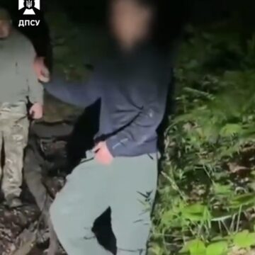 Замість Румунії — на дереві: киянин рятувався від ведмедиці під час спроби нелегально перетнути кордон