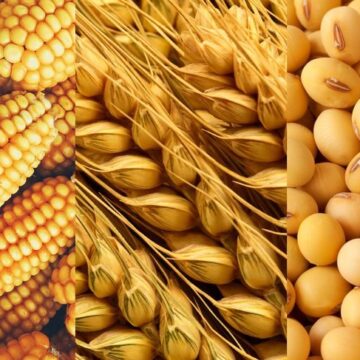 З кукурудзою все нормально, картоплі трохи недобрали: статистика виробництва с/г культур у минулому році