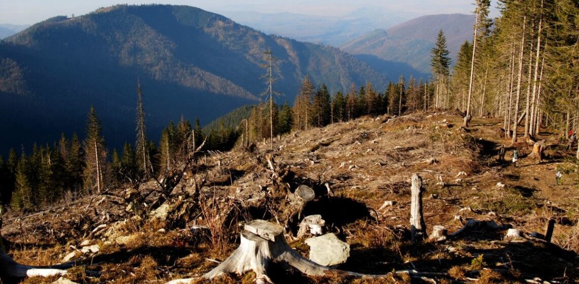 Незаконна рубка в Карпатах: прокуратура стягує з лісового підприємства 4 млн грн збитків