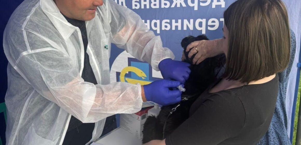 У Калуші безкоштовно проводитимуть вакцинацію домашніх собак та котів проти сказу