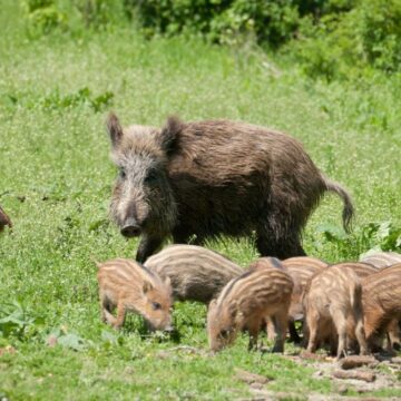 Печеніжинську громаду “атакують” дикі тварини: селищна рада звернулася до профільного управління