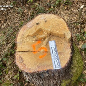 На Прикарпатті повідомлено про підозру посадовцю «Райагролісу» за самовільні рубки на понад 11 млн гривень На Прикарпатті повідомлено про підозру посадовцю «Райагролісу» за самовільні рубки на понад 11 млн гривень