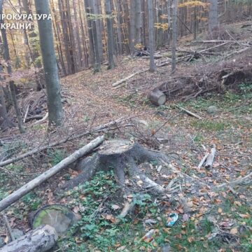Маскували пеньки листям: ДП «Ліси України» сплатить 83 мільйони за знищення заповідника на Косівщині Маскували пеньки листям: ДП «Ліси України» сплатить 83 мільйони за знищення заповідника на Косівщині
