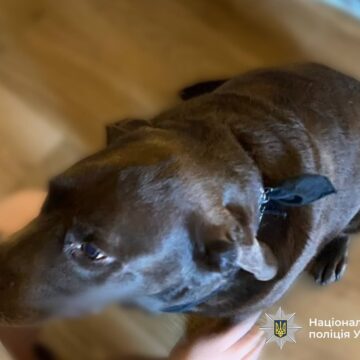 У Івано-Франківську неповнолітній хлопець обмотав собаці морду скотчем: поліція провела профілактичну бесіду У Івано-Франківську неповнолітній хлопець обмотав собаці морду скотчем: поліція провела профілактичну бесіду