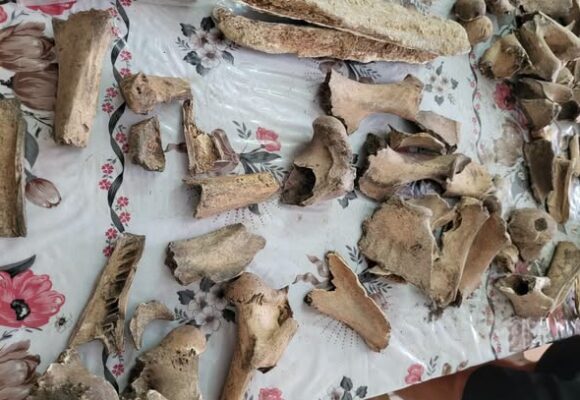 Кістки розкажуть про трипільців: у Галичі вивчають рештки тварин з давнього поселення