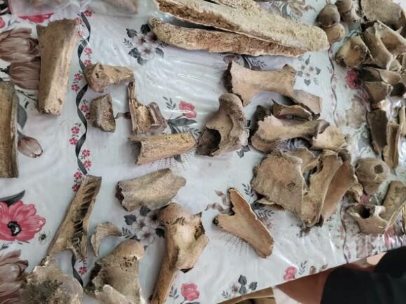 Кістки розкажуть про трипільців: у Галичі вивчають рештки тварин з давнього поселення Кістки розкажуть про трипільців: у Галичі вивчають рештки тварин з давнього поселення
