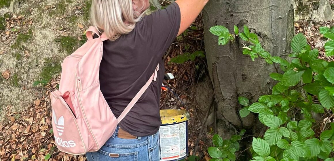 Відновлено маркування екологічної стежки «На Зіняків верх» Відновлено маркування екологічної стежки «На Зіняків верх»