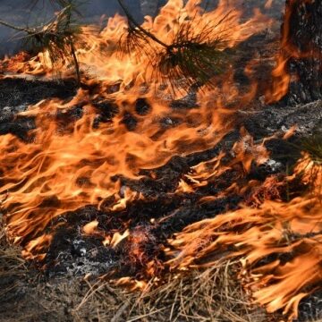 Висока пожежна небезпека на Прикарпатті: мешканців закликають до обережності Висока пожежна небезпека на Прикарпатті: мешканців закликають до обережності
